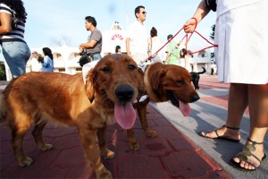 perritos