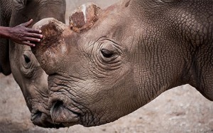 rino