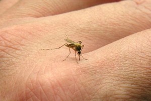 mosquito
