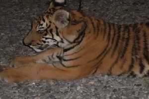 tigre