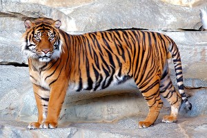 tigre
