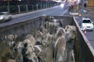 camellos