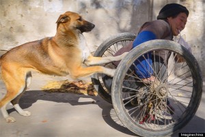 perro