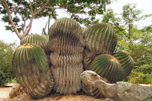 jardin