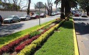 rostro verde1