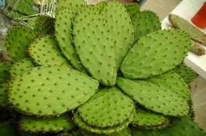 nopal20