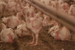 pollo