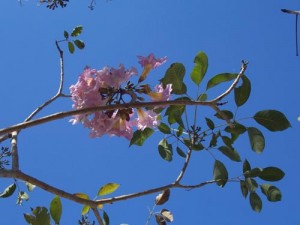 flores macuiles