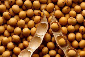 alimentos