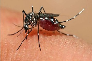 chikungunya