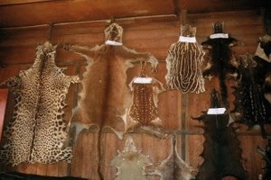animales