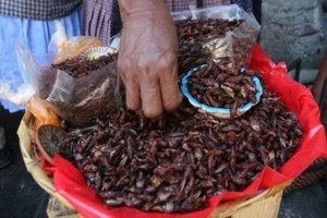 chapulines