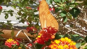 mariposa-flores