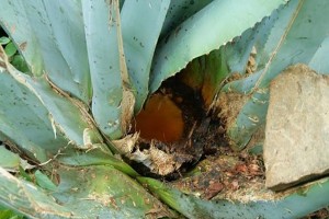 mezcal