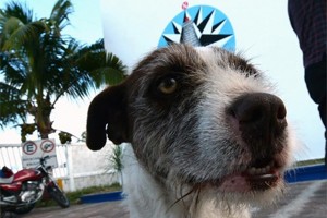 perro