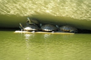 tortugas