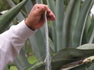 agave