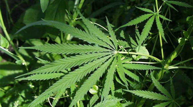 hojas-marihuana-672x372