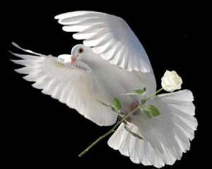 pajaro luto