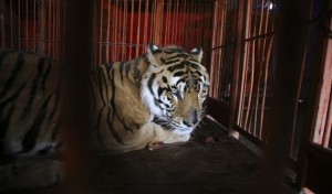 tigre