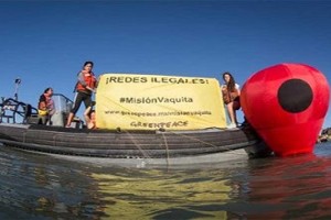 vaquita2