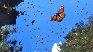 mariposa monarcca