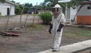 abejas