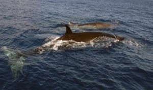 ballenas2