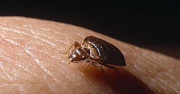 chinche-mal-de-chagas-foroambiental.com_.mx-eua