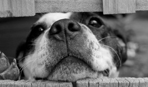 perro