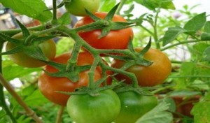 Tomate