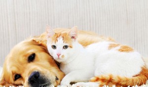 mascota