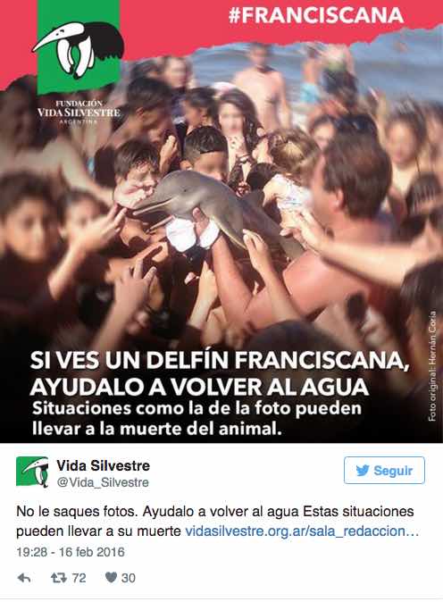 Delfín