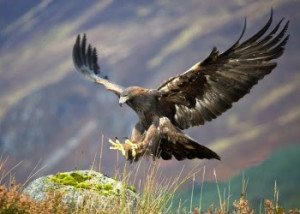 aguila real 2
