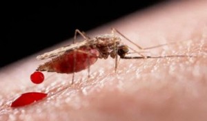 mosquito