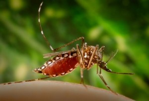 zika-vacuna-aedes-aegypti-foroambiental.com_.mx-jorge-castaneda