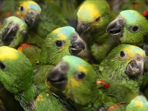 aves pericos