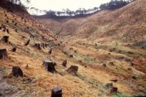 deforestacion-foroambiental.com_.mx-medio-ambiente