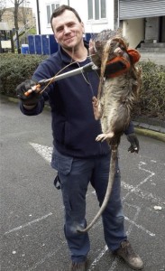 ratota