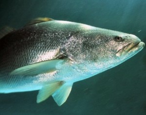 totoaba-baja-california-foroambiental.com_.mx-mexico