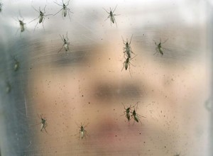 zika mosquitos