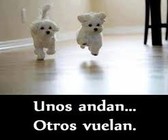 perritos