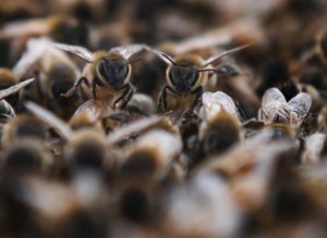 abejas
