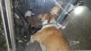 perrito abandonado