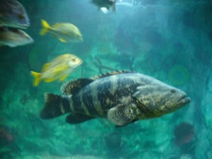 pescados