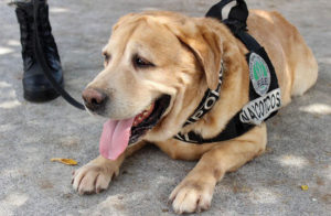 perro policia con honores