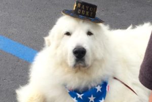 perro alcalde
