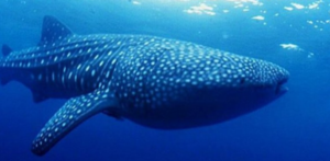 tiburon ballena