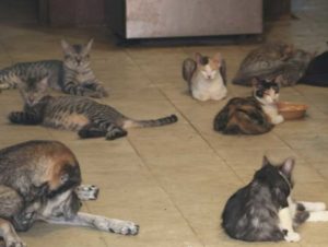 gatos
