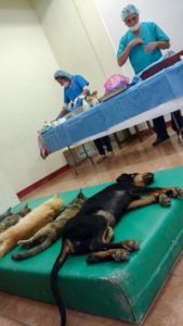 esterilizacion-de-perros